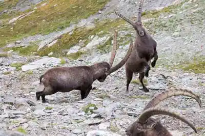 Nature ibex